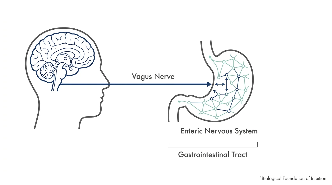A clean diagram showing the neurological connection between the brain and the enteric nervous system.