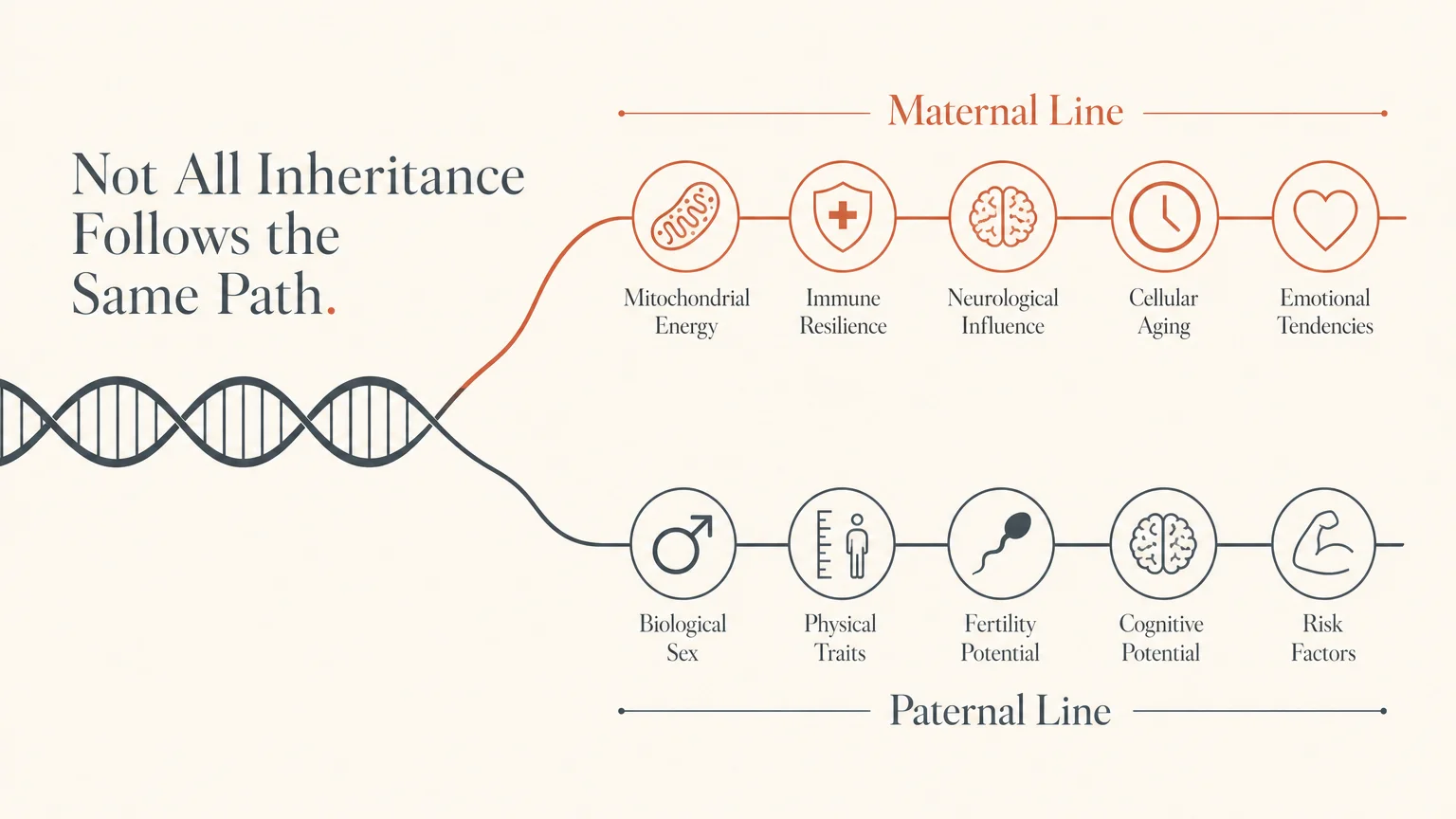 A horizontal infographic showing the separation of maternal and paternal genetic traits.