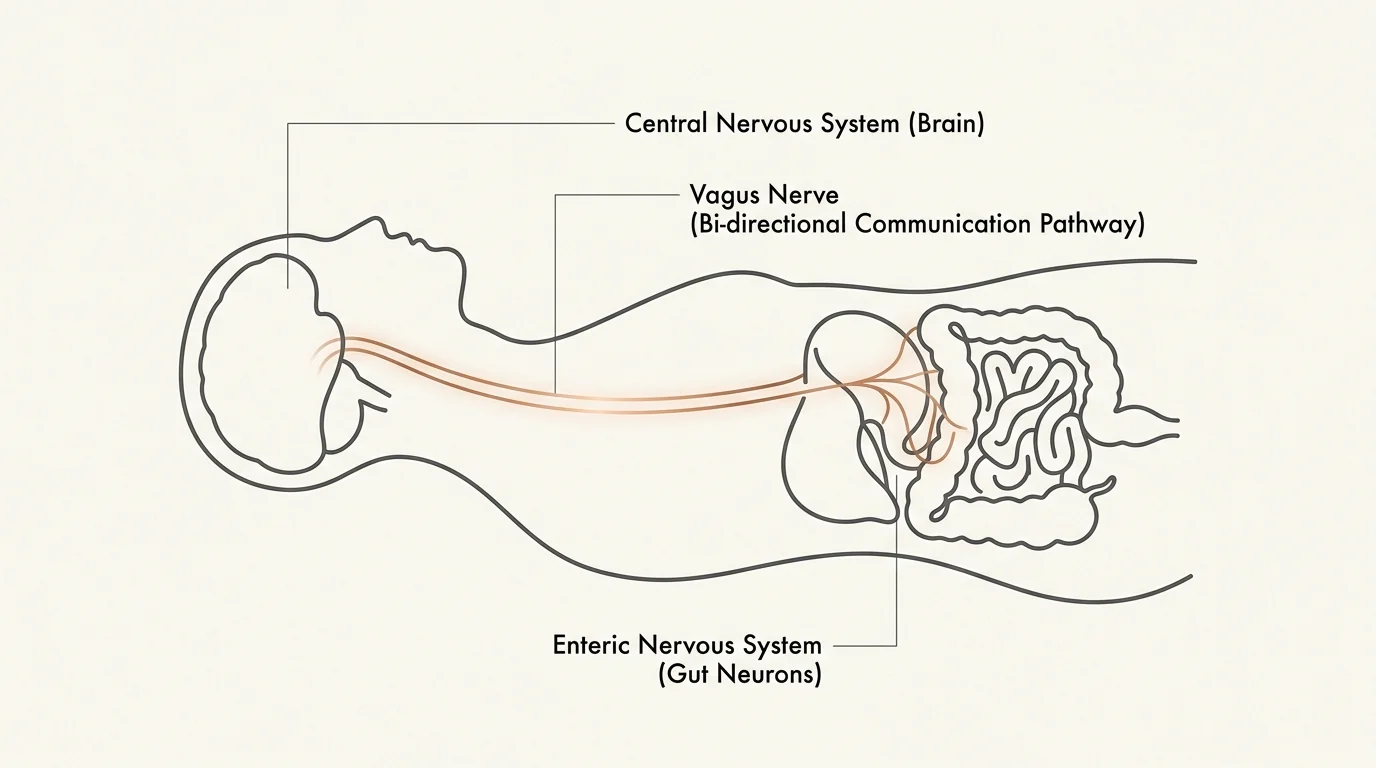 An anatomical diagram in editorial style showing the vagus nerve connecting the brain to the enteric nervous system of the gut.