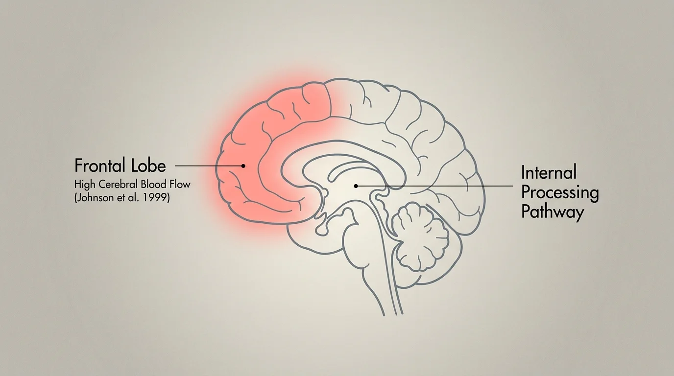Minimalist brain diagram highlighting the frontal lobe and cerebral blood flow pathways in introverts.
