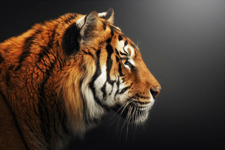 mind of a tiger