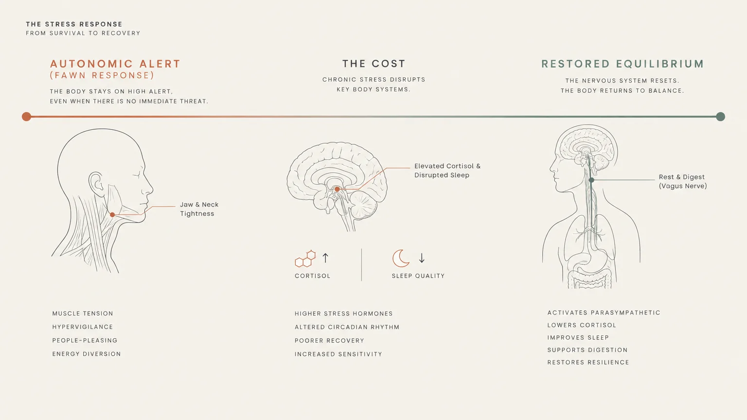 Diagram mapping the stress response from autonomic alert to restored equilibrium across the head, brain, and torso.