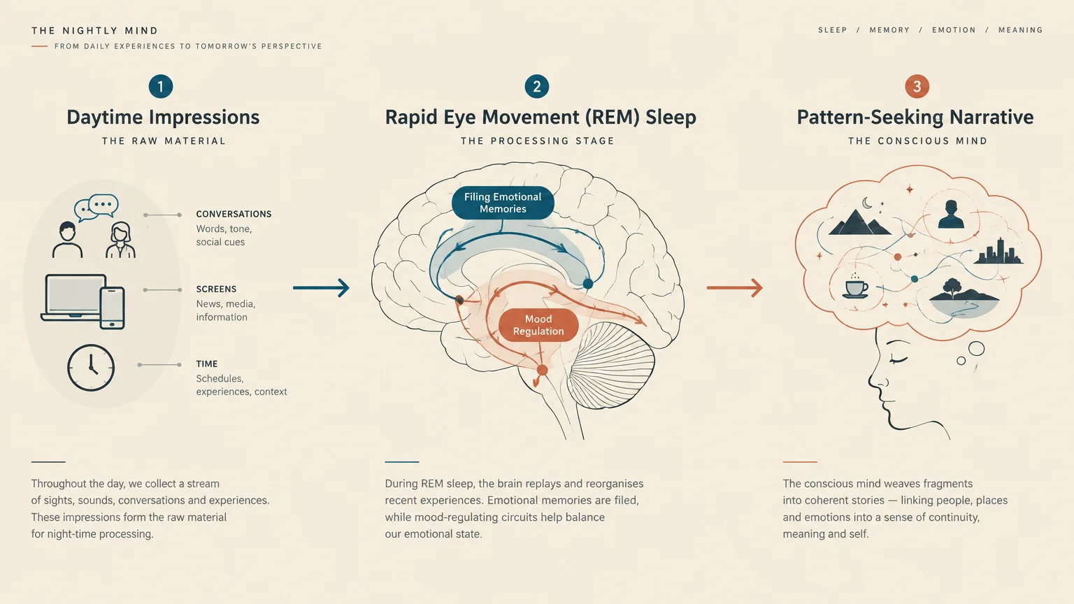 Three-step infographic tracing daytime impressions to brain pathways during REM sleep and conscious dream narratives.
